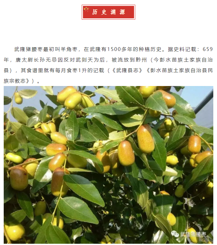 武隆猪腰枣_农特产品_重庆市地方志办公室