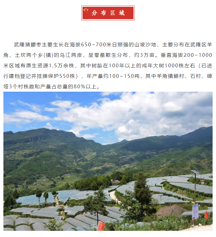 武隆猪腰枣_农特产品_重庆市地方志办公室